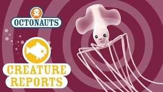Octonauts: Creature Reports - Long Arm Squid