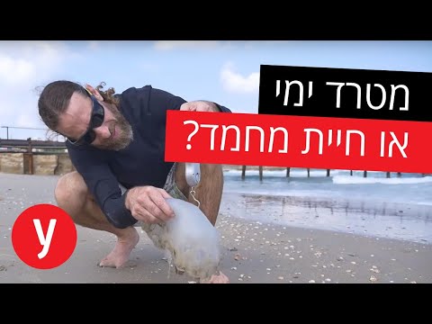 וִידֵאוֹ: מאיפה מגיעות עקיצות יתר?