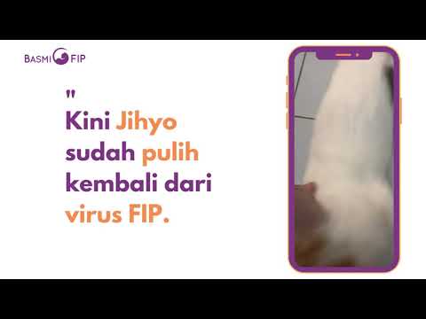 Video: Adakah Terdapat Penyembuhan Di Horizon Untuk FIP? - Pilihan Baru Untuk Merawat FIP pada Kucing