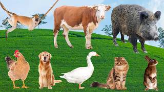 Farm animals sound Compilation : Cow, Sheep, Donkey, Dog, Cat, Elephant, Lion. Leopard and more