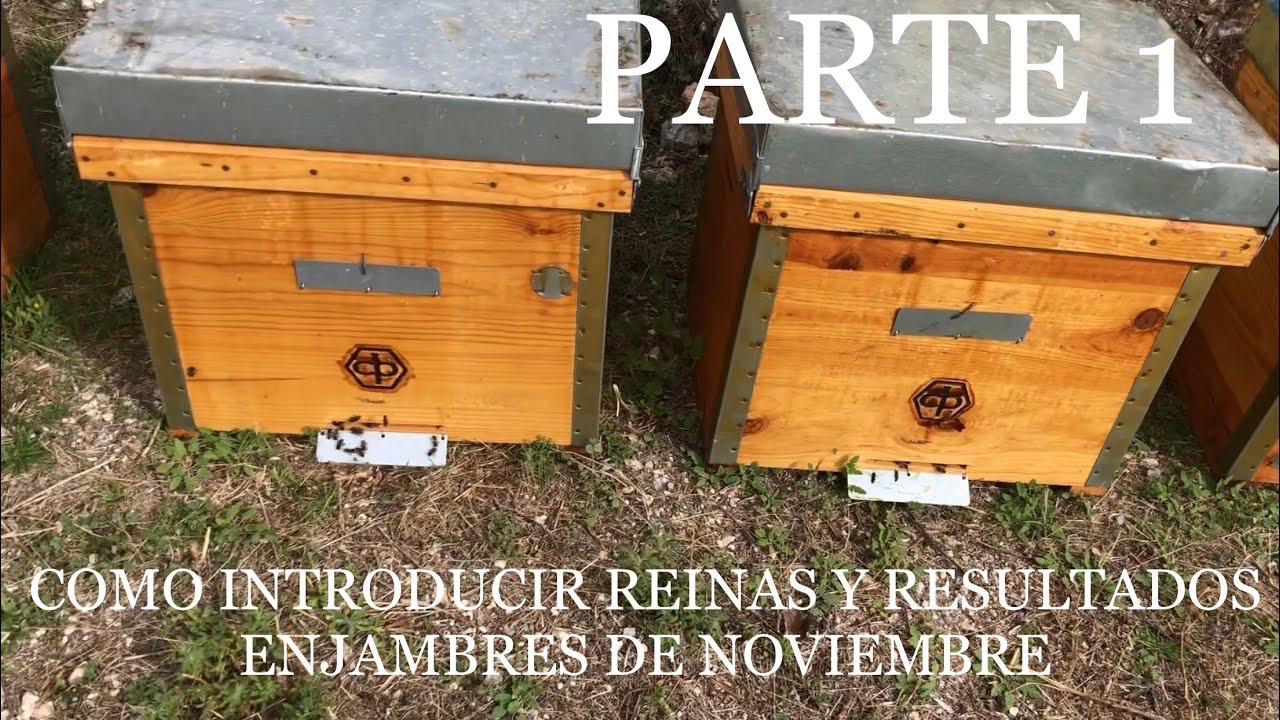 Cómo introducir Reinas y Resultados enjambres de Noviembre (PARTE 1)