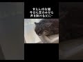 甘えん坊な元野良猫。今日も窓の外から声を掛ける父に・・【元野良猫ピースケ】 #shorts #初老夫婦とねこ #元野良猫 #ピースケ