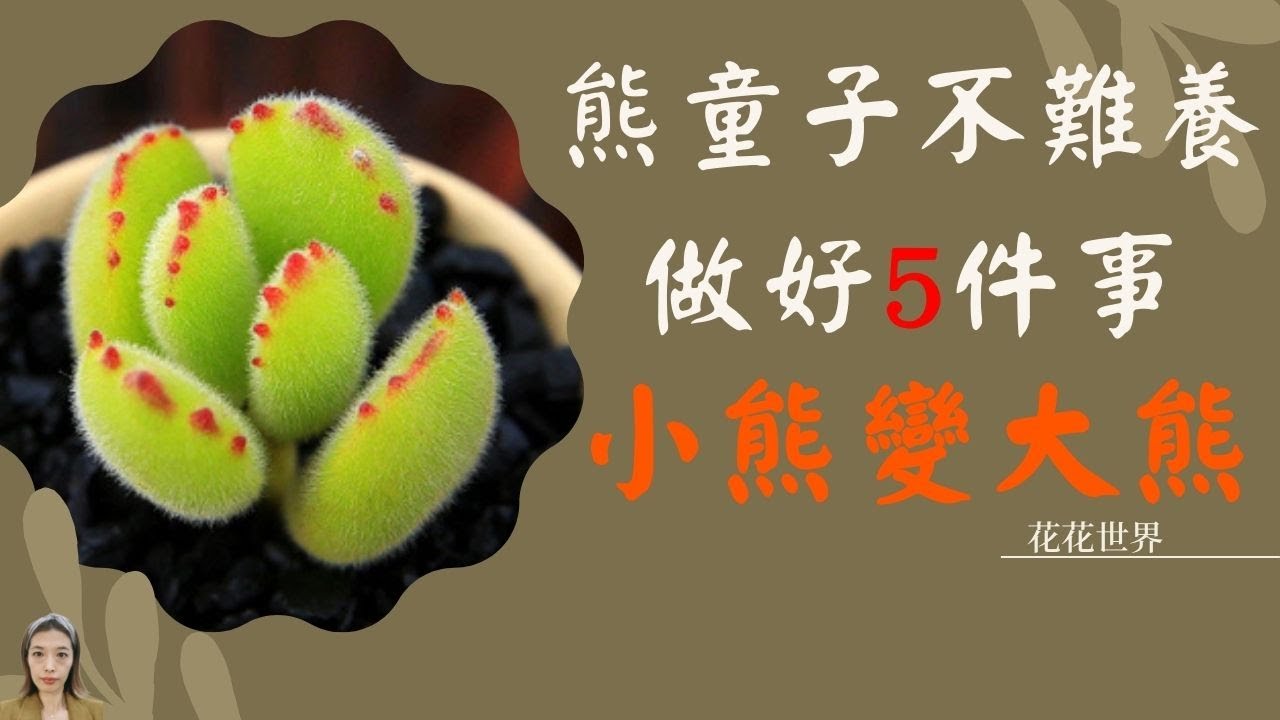 多肉植物養護 熊童子多肉長得慢 別誤解它 做好5件事特別是春天 小熊蹭蹭變大熊 花花世界 Youtube 多肉植物養護 熊童子多肉長得慢 別誤解它 做好5件事特別是春天 小熊蹭蹭變大熊 花花世界 Youtube