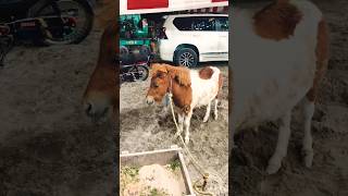 Crazy Rodeo Mini Horse Auction Bidding#rodeo #countrylifestyle #cowboy  #bullriding #cute