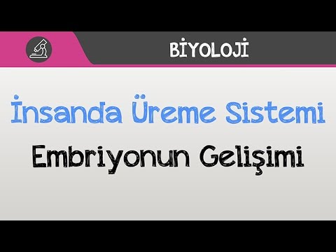 İnsanda Üreme Sistemi - Embriyonun Gelişimi