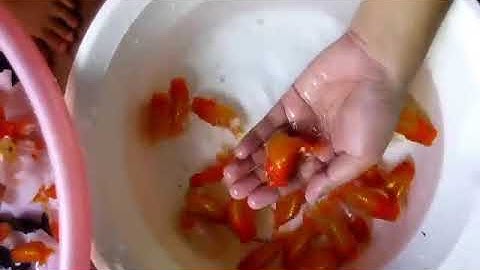 [Cá Cảnh Tuấn Phong] Ranchu + PingPong + Lionchu