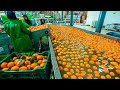 Orange juice making process  modern orange harvesting technology  orange production line