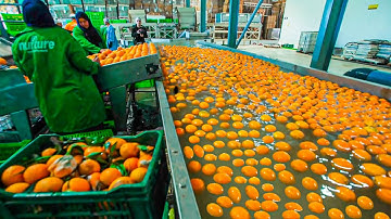 Orange Juice Making Process | Modern Orange Harvesting Technology | Orange Production Line