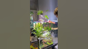 Diệt rêu hại hồ cá tận gốc bằng Yee Algaecide #DietReu #HoThuySinh #HoCaKoi #KingbioVN