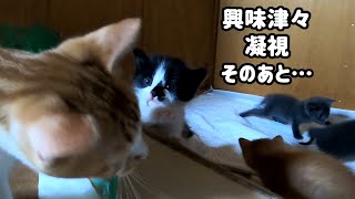 The kitten approaching her aunt's face for the first time is so cute.“You look different from mom.”