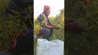 🌱 Village Farmer Hard Work | Agriculture Shorts #Farmer #VillageLife #Agriculture #NatureShorts #🌾🙏🙏