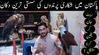 Hunting Birds  Golden Eagles Falcons  Baz Shikra Owls in Saddar Market Karachi Pakistan