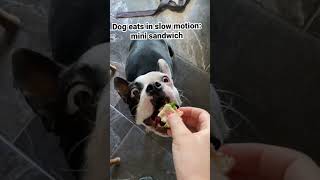 My dog eats a mini sandwich in slow motion