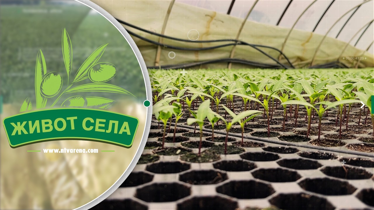 Povrtari smanjuju površine zbog rizika; Ako cijene padnu ispod marke, nema računice