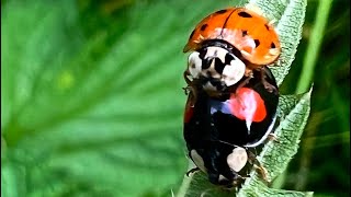 Asian Lady Beetles Pairing Asiatischer Marienkäfer - Paarung Vierfleckl. Kugelkopfmarienkäfer