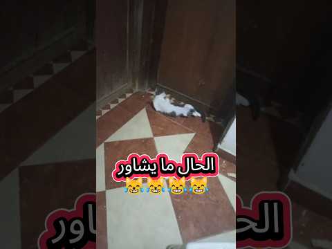 الحال ما يشاور
