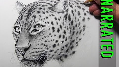 How to Draw a Leopard [Narrated, Step by Step]