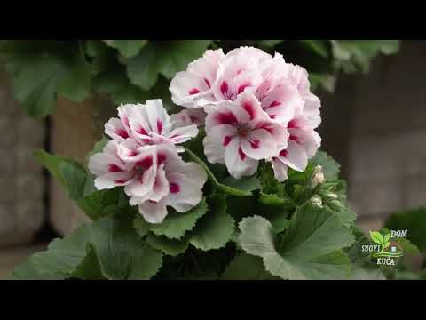 Video: Zašto Pelargonije Ne Cvjetaju I šta Učiniti Kako Bi Se Pomoglo Cvijetu