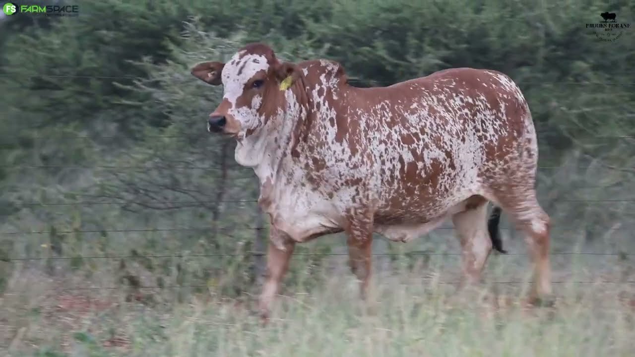 Brooks Borane | BRO 22 79 | Sale of the Bonts | 23 Maart 2024