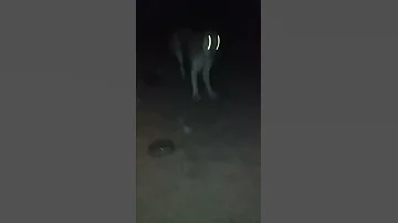 الكلب صوته متغير 