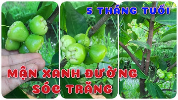 Cây Mận xanh đường Sóc Trăng 5 tháng tuổi | 0386569374 - Ngọc Ngân Bến Tre | Chuyên cây độc lạ
