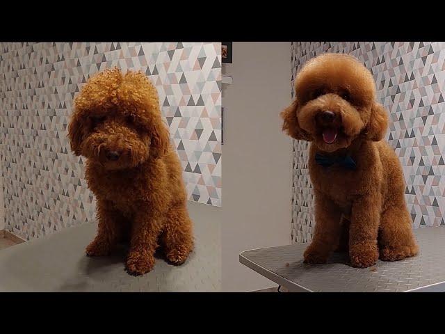 How To Groom A Poodle Teddy Bear Style