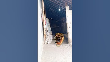snake V