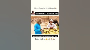 Funny Monkey Fun With ChaCha 🐒| Monkey Video | Shorts | Monkey Vlog #MonkeyVloger #shorts #View #fun