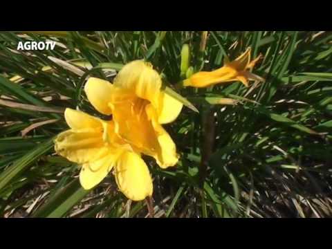 Video: O Grădină înflorită Cu Efort Minim