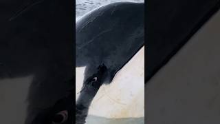 The Terrifying Truth About Orca Intelligence wildlife predator scary