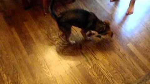 Puppy Chases Laser Pointer