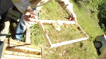 Queen Introduction Update Video 1