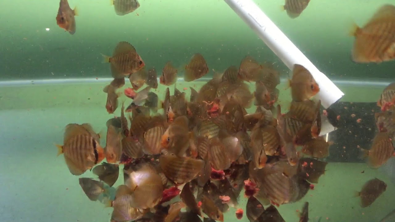 JB Burger Revolution Pork Heart for Discus YouTube