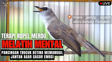 Trucuk BETINA memanggil Jantan Suara Birahi Ngecuplik! Pancingan Trucukan Gacor Panjang BUNYI EMOSI