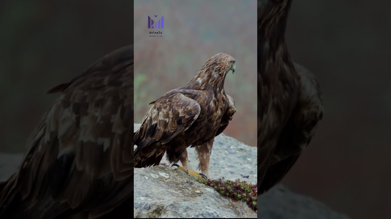 Golden Eagle Couple in Sync 