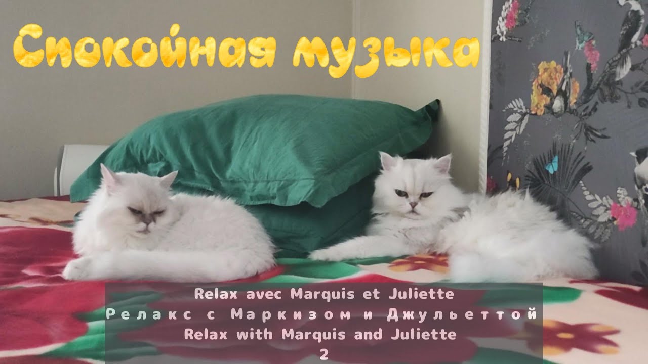 Кошачий релакс 2 Not AI / Not generated by artificial intelligence