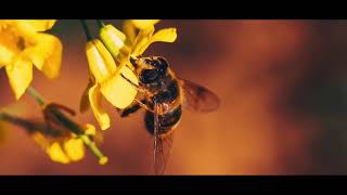 Beginner guide powered by Canon #3  Obiectivele foto Macro