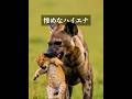 ハイエナがライオンの子を攻撃するとどうなるでしょうか 動物プロダクション