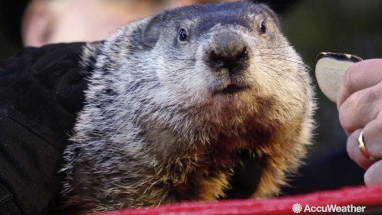 newspaper mockup Will Punxsutawney Phil see his shadow this year?