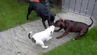 3 Staffies Fighting Over A Toy