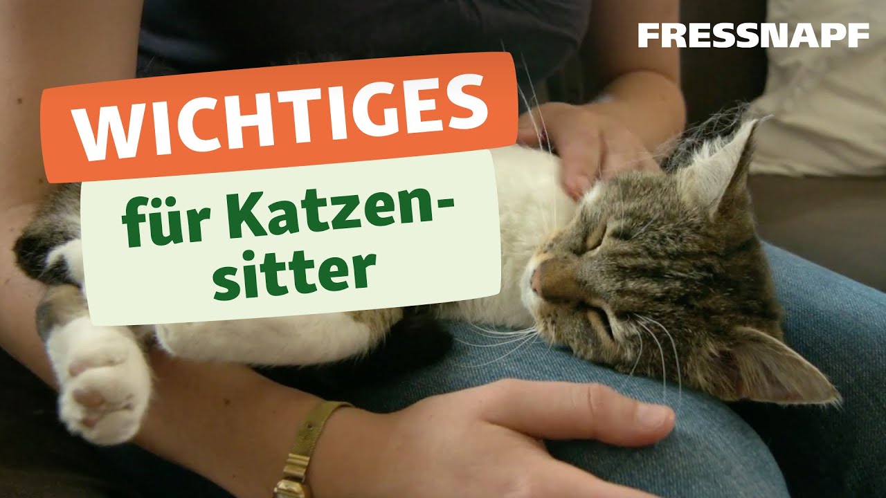 Urlaub ohne Katze - Was ein Katzensitter wissen muss