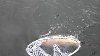 Yellowstone Lake trout are big!.MOV
