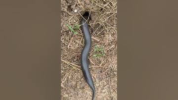 Bắt Được Rắn Hổ Chúa Đang Bò Vô Hang Bắt Chuột Đồng #short