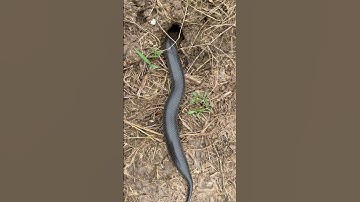 Bắt Được Rắn Hổ Chúa Đang Bò Vô Hang Bắt Chuột Đồng #short