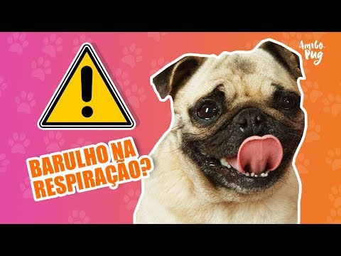 Vídeo: Por que os pugs têm problemas respiratórios?