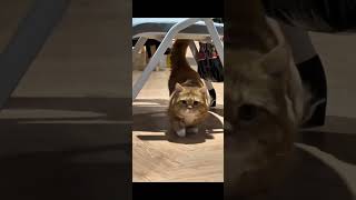 Thấy màu cam là hk tin nỗi rồi#cat#cutecat#funnycats#catshorts#catlovers#viralvideo#youtubeshorts
