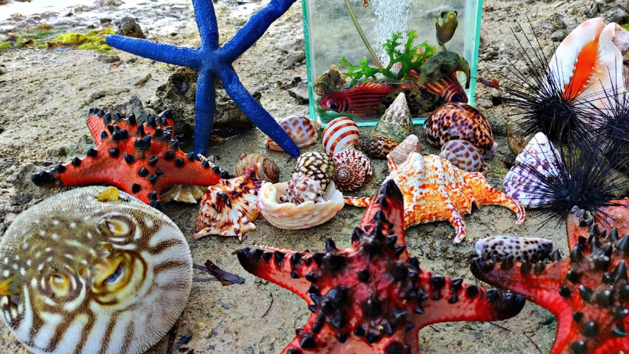Seru Menemukan Banyak Bintang laut Raksasa,ikan hias laut,kelomang,Buaya,lobster,keong,kerang,
