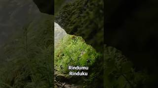 Rindumu Rinduku Broery Marantika