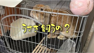 うさぎ　ケージの選び方