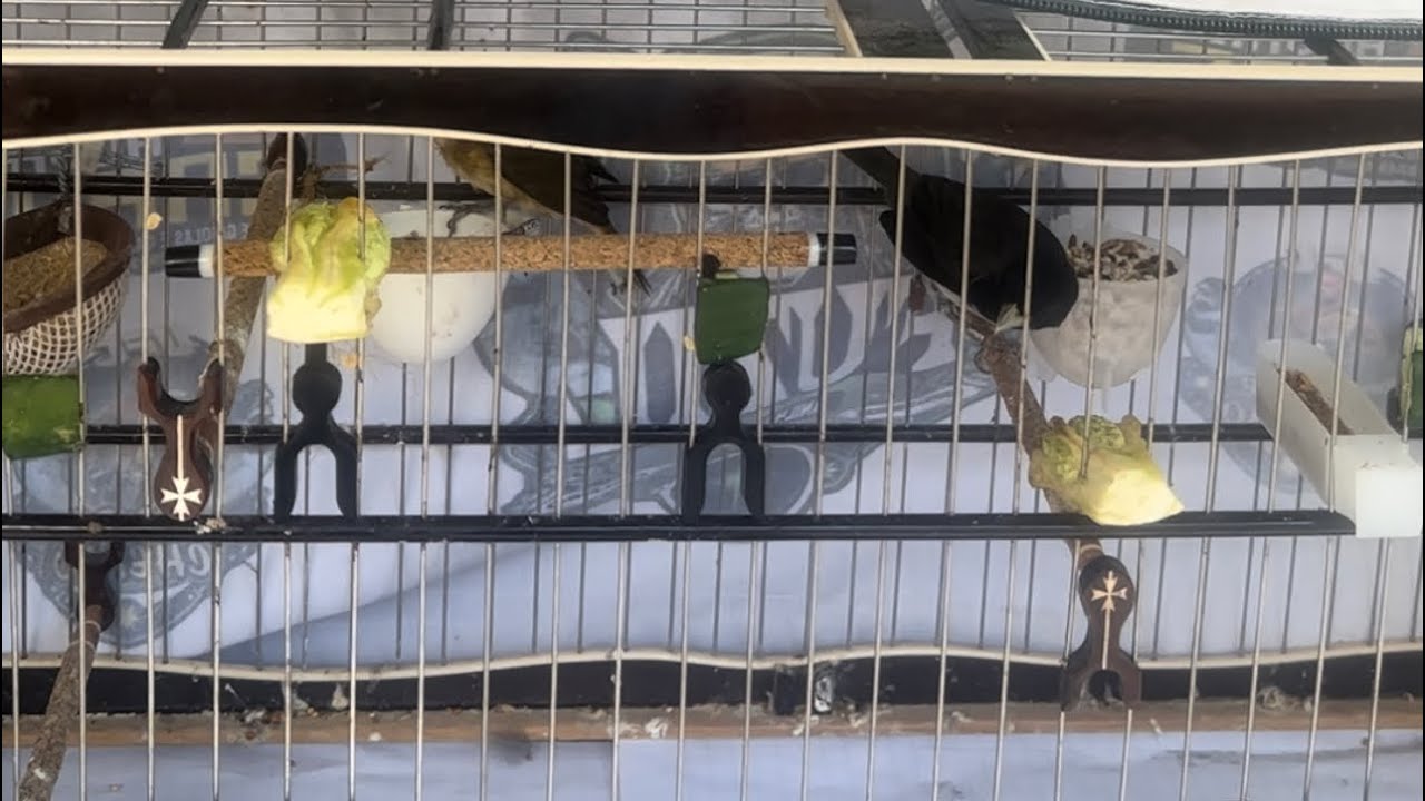 MEXIDA DO COLEIRO OURO NEGRO , 274 cantos